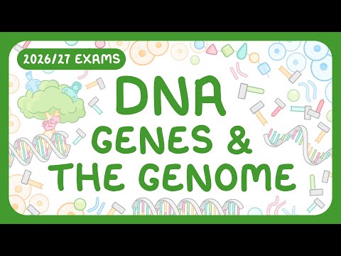 GCSE Biology - DNA Part 1 | Chromosomes & Genome (2026/27 exams)