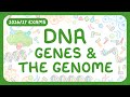 GCSE Biology DNA Part 1 Chromosomes Genome