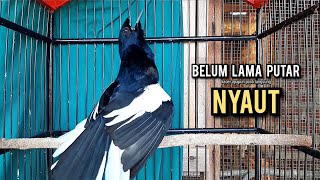 Download lagu SUARA BURUNG kacer gacor NGEPLONG tarung ini paling ampuh buat PANCINGAN KACER agar EMOSI mp3
