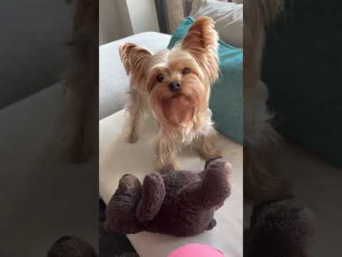 North Dallas Pet Care video.