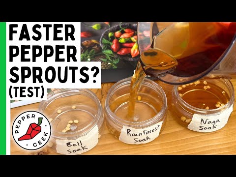 Should You Soak Pepper Seeds? I Tested Different Methods