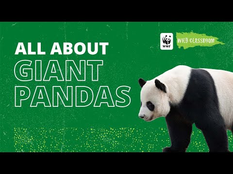 All About Giant Pandas