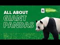 All About Giant Pandas