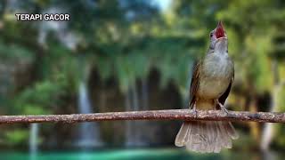 Download lagu solusi atasi burung bisu macet bunyi | pancingan suara kapas tembak gacor | masteran semua burung mp3