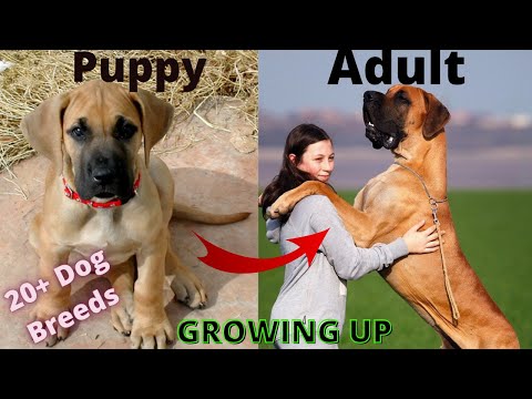 TOP 20 DOG BREEDS, FROM PUPPY TO ADULT GROWING UP | DOG BREEDS BEFORE AND AFTER