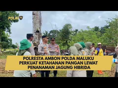 POLRESTA AMBON POLDA MALUKU PERKUAT KETAHANAN PANGAN LEWAT PENANAMAN JAGUNG HIBRIDA