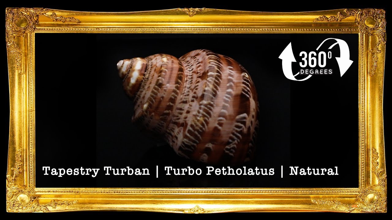 Turbo Petholatus | Natural | Tapestry Turban | 1.5 - 3 Inches