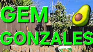 PLANTING A GEM AVOCADO TREE IN GONZALES CALIFORNIA 🥑🌿 PLANTANDO ÁRBOL de AGUACATE GEM EN GONZALES