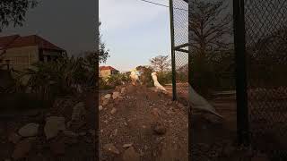 Download lagu Suara teriakan burung kakatua triton mp3