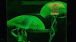 Strawberry Girl – Crying And Looking At The Computer Screen (Feat. Stargoth)