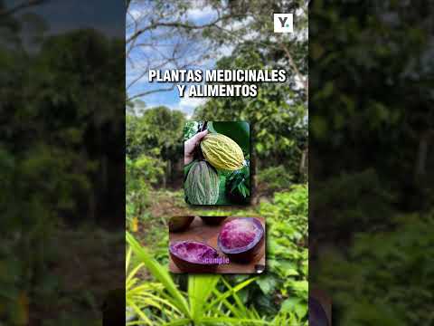 #amazonía | 🌿 En el corazón de la Amazonía ecuatoriana, en Morona Santiago. #reel