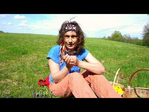 DOBRE ZIOŁO odc.8, BLUSZCZYK KURDYBANEK | Marzena Andrzejewska, HIPOALERGICZNI