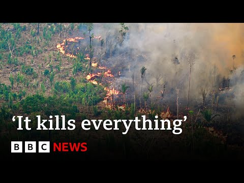Video | Amazon’s indigenous people hit by record forest fires in Brazil | BBC News