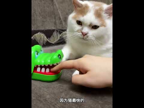 猫的反应速度为什么这么快？#涨知识 #科普一下 #每天一个科普小知识 #百科密码 #科普 #科普知识