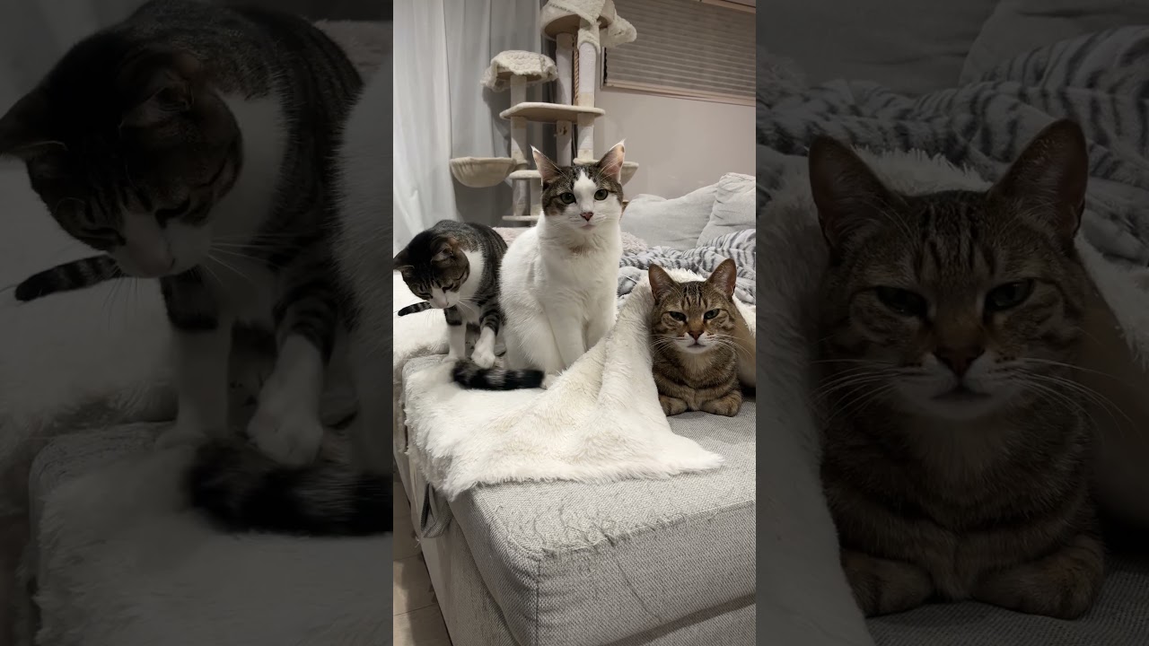 しっぽを狙われているにゃんこ