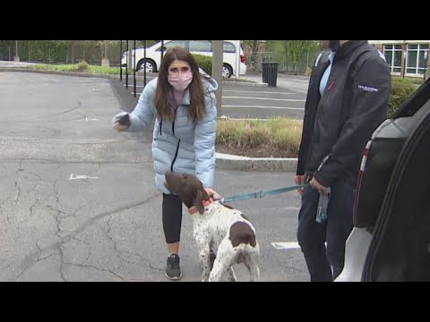 TV Reporter Covering Dognapping Story Spots Stolen Pet While Camera Is Rolling, Busts Alleged Perpetrator