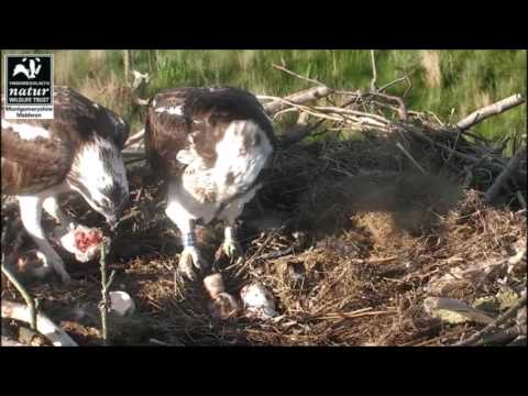 Dyfi Osprey Project~Monty and Glesni Teamwork feeding Chick #1 on Hatch Day~5 21 2017 by Flyeagle78