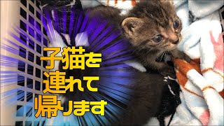 猫の赤ちゃんを2匹家に連れて帰ることになりました。