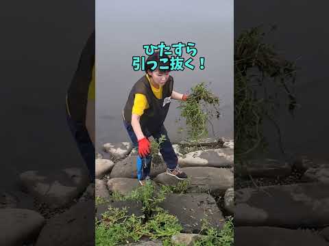 国際関係学科 手賀沼の外来水生植物駆除#手賀沼 #ナガエツルノゲイトウ　#外来種 #外来水生植物　#我孫子市 #我孫子 #水野ゆうき