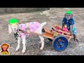 YoYo JR takes goats to harvest vegetables sell and help people around