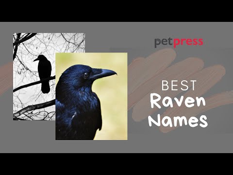 image-Is Raven a rare name?