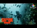 Freediver Zandile Ndhlovu The Black Mermaid Shark Women Ghosted By Great Whites Discovery