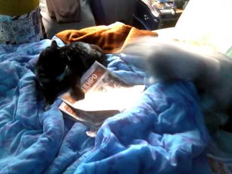 Jugarreta d shitzu y gata amigos