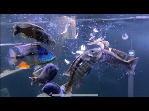 African Cichlids eating krill, plus feeding all the tanks krill