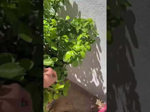 Harvesting some Filipino lime and sweet potato leaves fresh from my pot!shorts