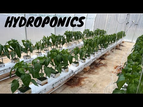Hydroponic Peppers- Greenhouse #3 Tour
