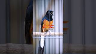 Download lagu NEMBAK CILILIN SAMBUNG JANGKRIK mp3