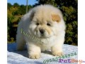 Chow Chow