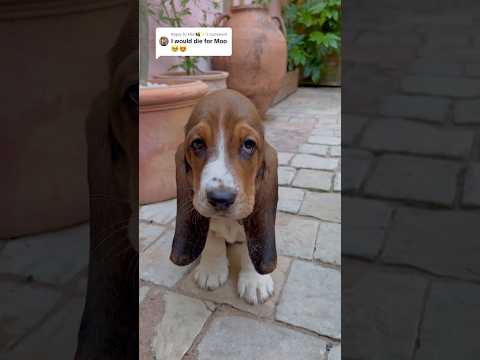 I got a dog to help my anxiety and Moo has changed my life for the better 🥹 #bassethound #puppy