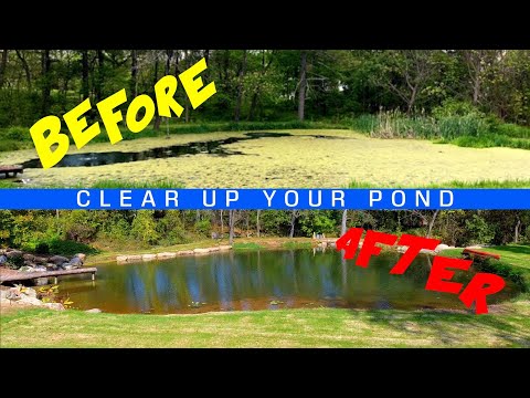 How To Clear Up Your Pond Water