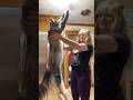 Maine Coon Cat Hugs