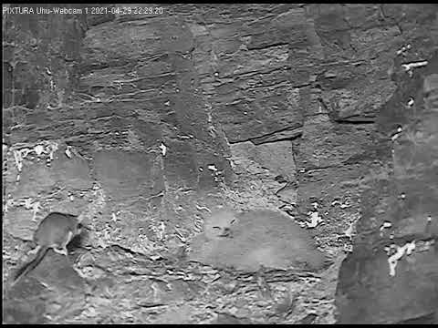 29/04/2021  22:29  Garden Dormouse again close to the owlets (Eagle Owl, Germany, Eifel)