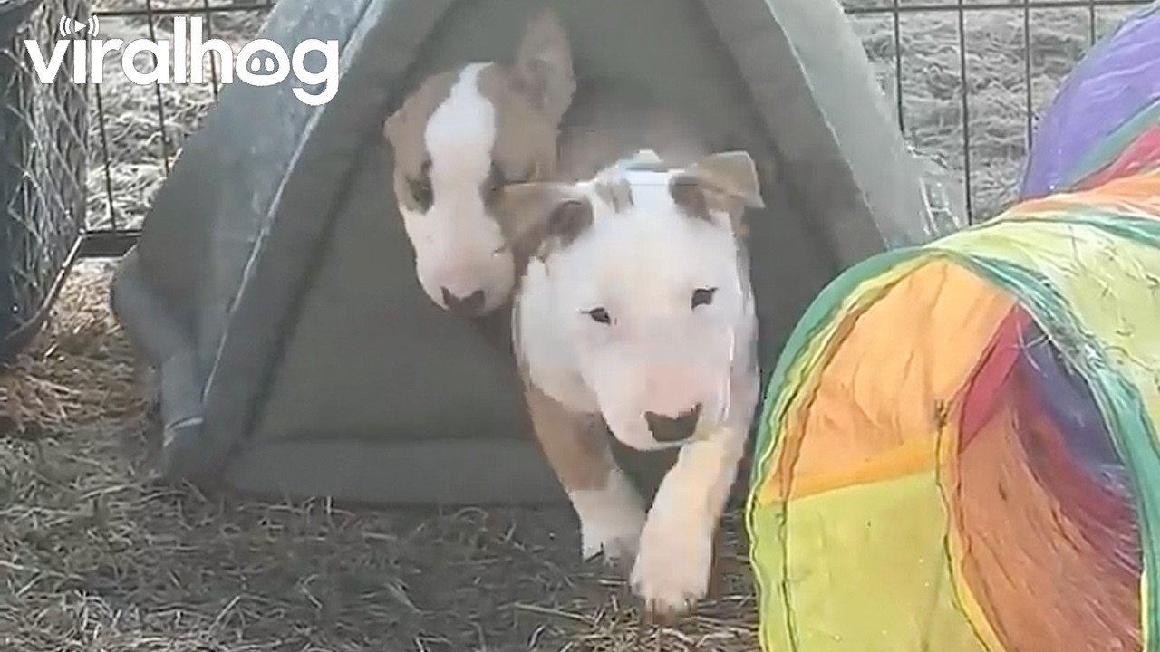 Bull Terrier Puppies Pile Out Of Cat Tent || ViralHog