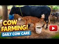 Bull Calf Feeding Cows Video