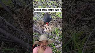 Galinha Dágua Com 16 Ovos #roça #vidanaroça #animais #foryou #shorts