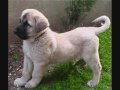 Kurdish Kangal Puppy ft.Crunk Didi (Losing U) 