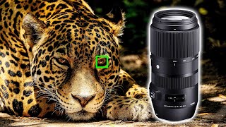 Video thumbnail for Sigma 100-400mm DG DN Lens Review - SUPER ZOOM Lens for Sony Cameras! by Sidney Diongzon
