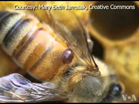 Artificial Insemination Used to Breed a Better Bee