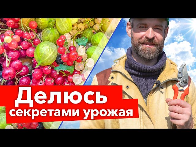 СМОРОДИНА И КРЫЖОВНИК ЗАСЫПЛЮТ КРУПНЫМИ ЯГОДАМИ, если сделать так весной!