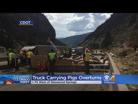 Semi Truck Carrying Pigs Crashes On I-70