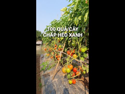, title : 'Giống cà chua chịu nhiệt kháng HÉO XANH số 1 Vietnam, TOMATO RESISTANCE WITH BACTERIALWILT, THE BEST'
