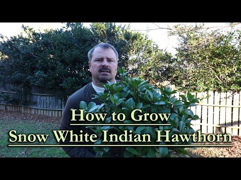 How to grow Snow White Indian Hawthorn (White Flowering Evergreen Shrub)