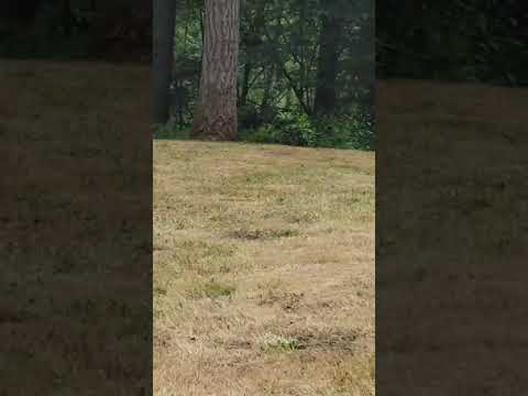 Heriberto Soria Rodriguez and landscaping and Maintenance