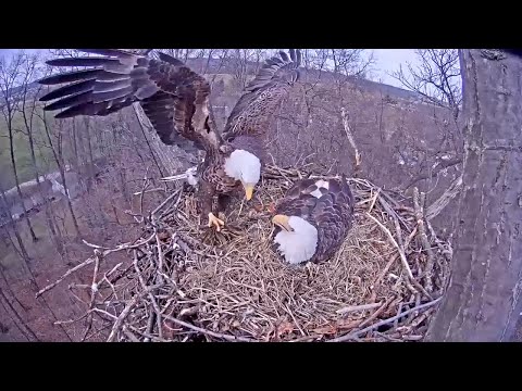 Hanover 160301  1451 Dad brings grass & shift change