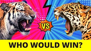 SUMATRAN TIGER vs PANTANAL JAGUAR - Who Would Win?