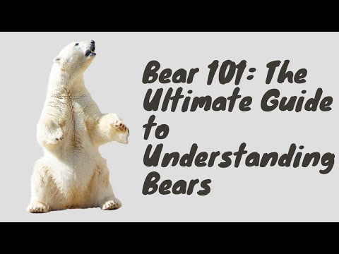Bear 101: The Ultimate Guide to Understanding Bears